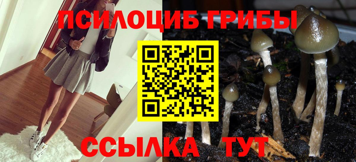 купить наркоту  Псилоцибиновые грибы GOLDEN TEACHER  Чернушка  Псилоцибиновые грибы мицелий 
