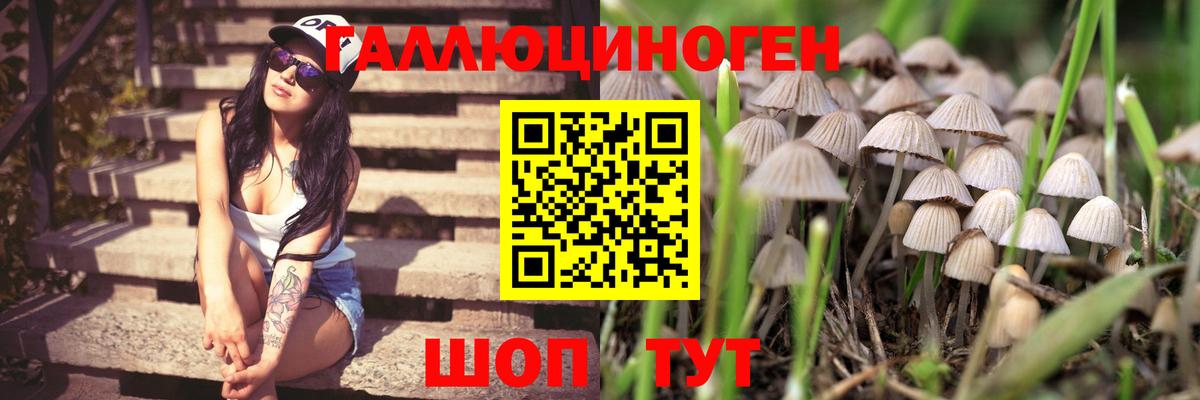 Чернушка  Псилоцибиновые грибы Cubensis  Вход с VPN 